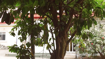 Elle lui a ordonné de se coucher et lui a baisé la chatte avec son ex-petit ami à grosse bite Thumb